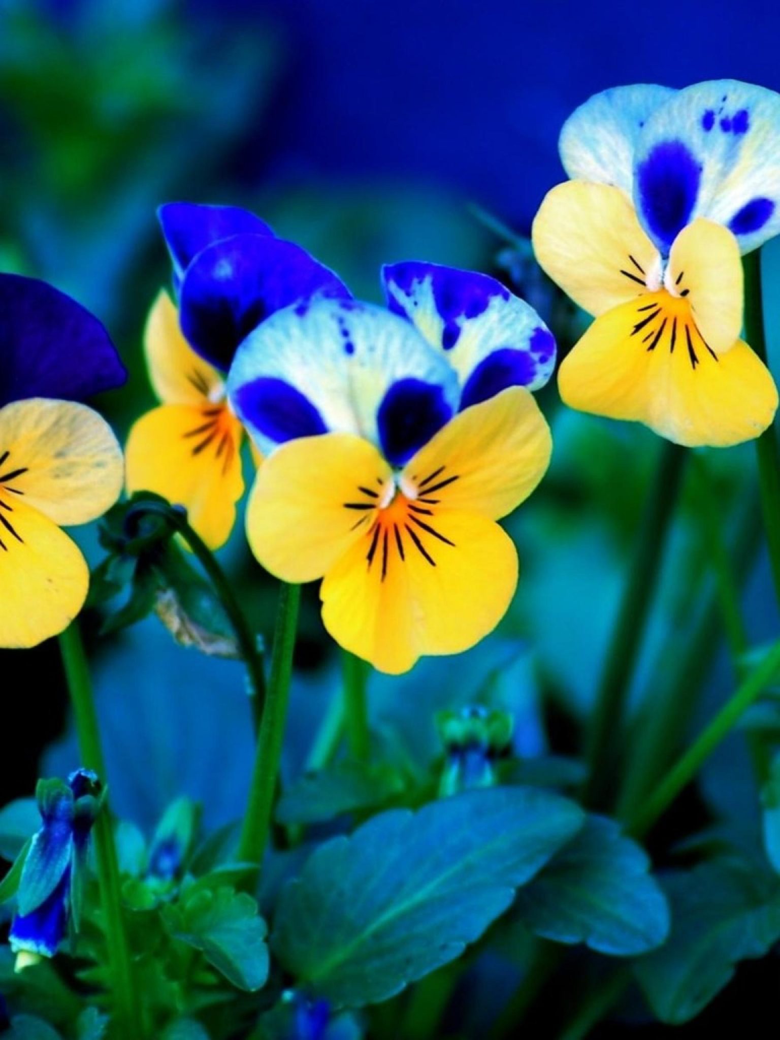 Pansies Beautiful Flowers Images 2017 HD Wallpapers Backgrounds Images